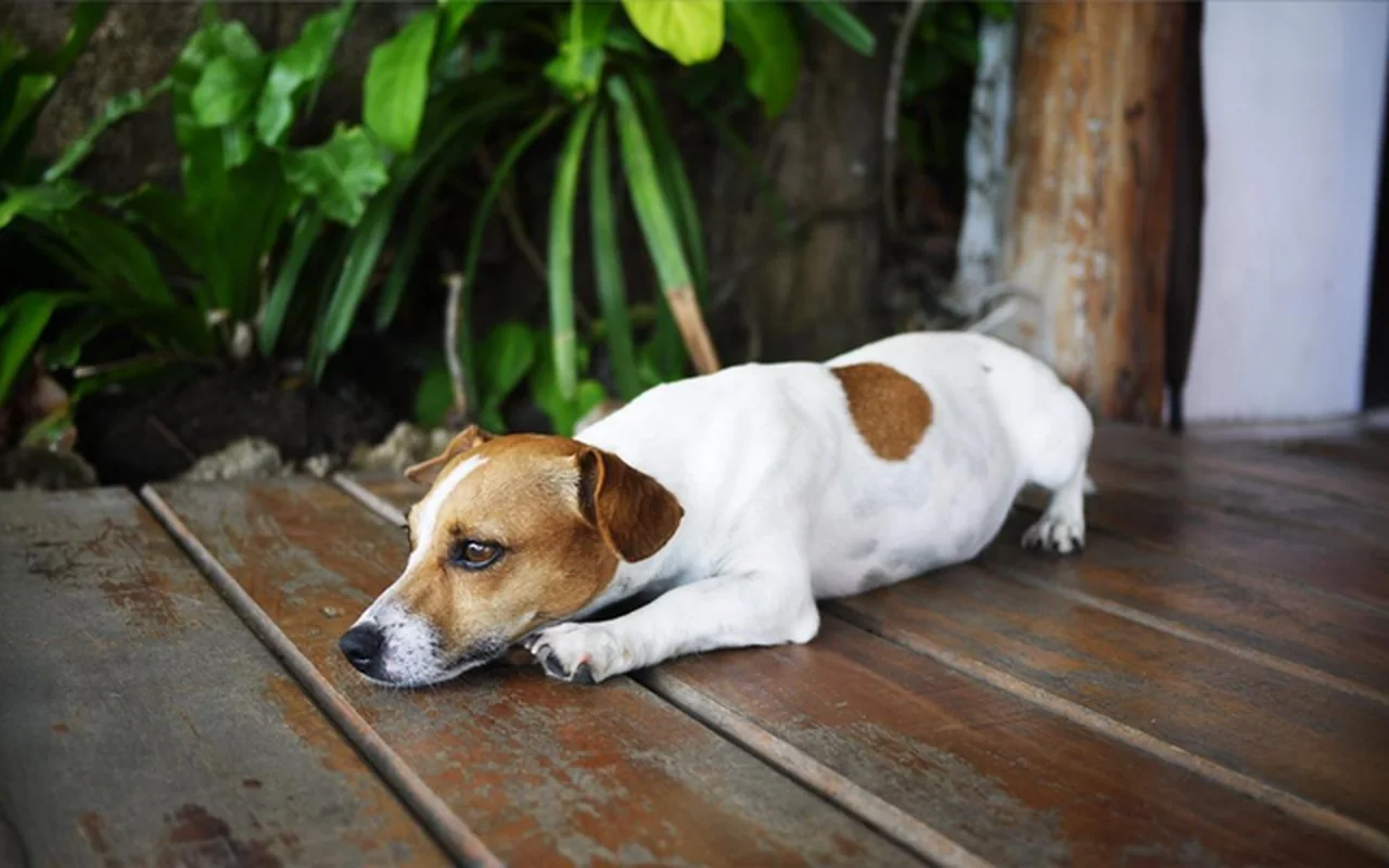 Cachorro descansando no deck do hotel
